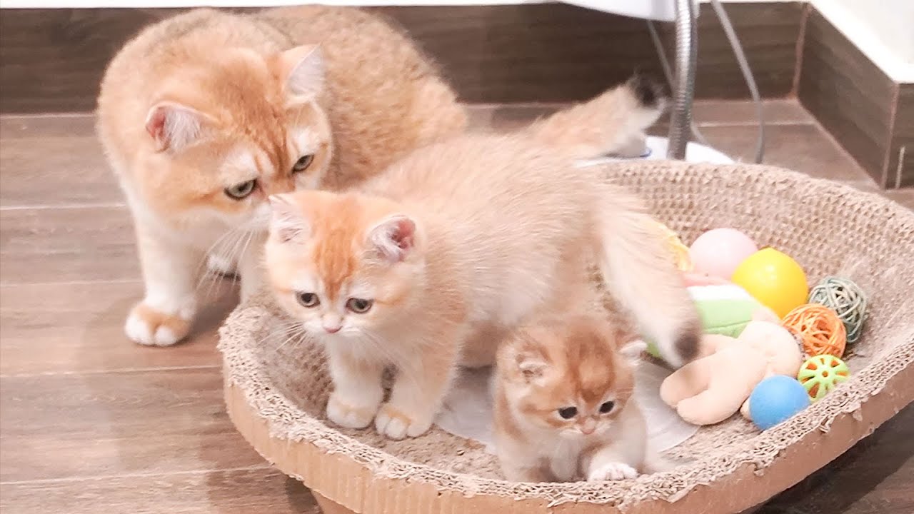 Kittens room of dad cat Leo and mom cat Xaxa is filled with love and happiness.