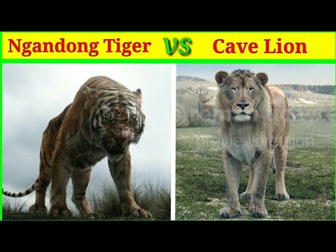 Ngandong Tiger vs Cave Lion किसकी होगी जीत?/tiger vs lion/tiger vs lion