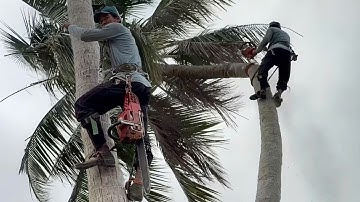 Cưa những cây dừa , Gần nhà gần dây điện , Cưa cây kỷ thuật cao