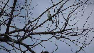 Woodland Kingfisher