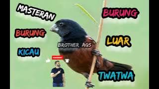 SUARA BURUNG TWATWA GACOR.Pas buat masteran burung kicau