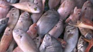 The Interesting Fish Market - Essaouira, Morocco