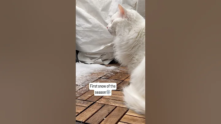 Video 5306811: norwegianforestcat mainecoon russianbluecats, mainecoon britishshorthair, cat kitten snow