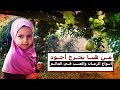 في مزارع الرمان والعنب بصعدة