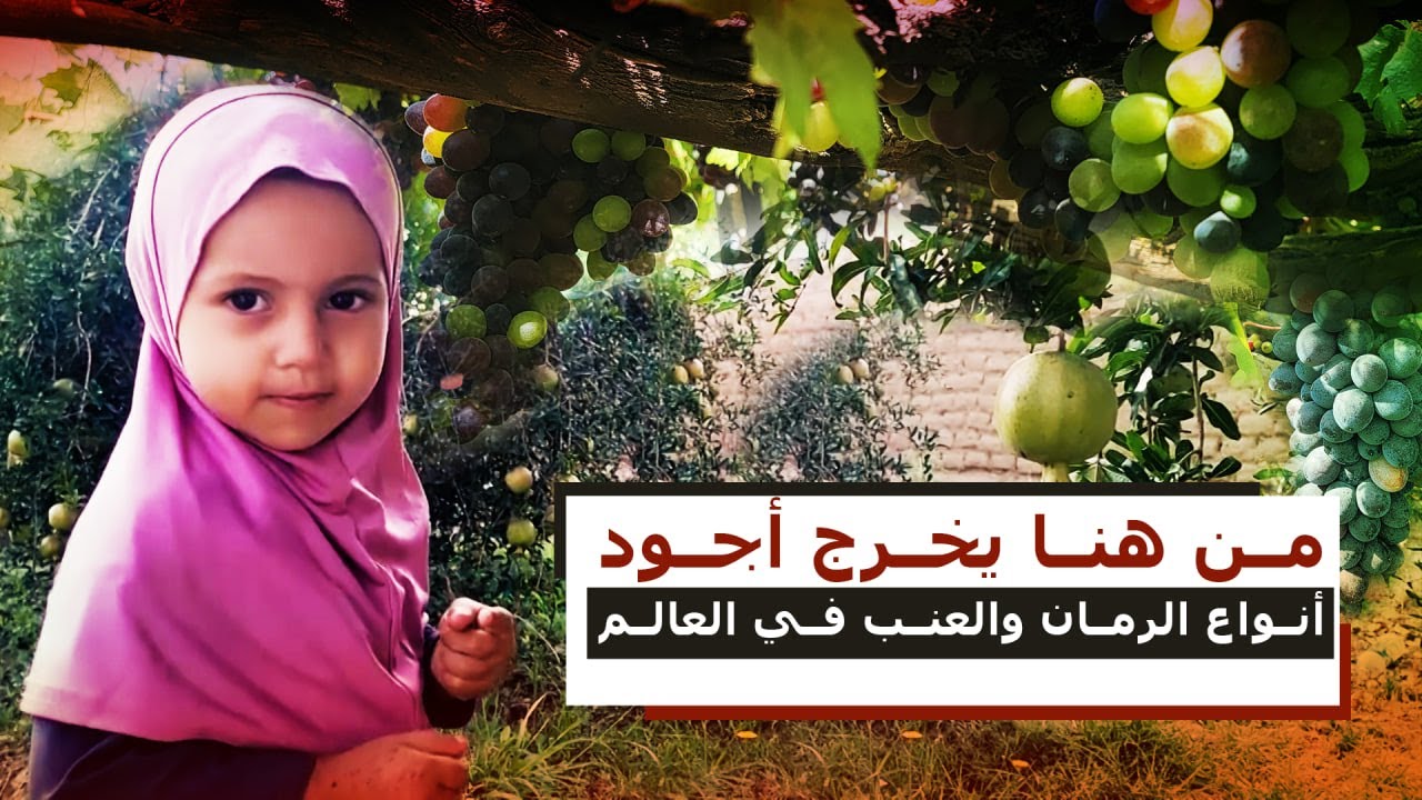 في مزارع الرمان والعنب بصعدة