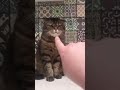 funny cute cats viral clips 🐱😻!! #shorts #tranding #animals #reels