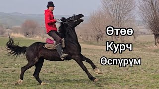  15  2026      horse rek  