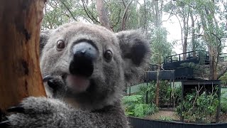 Australian Reptile Park - The Hall&#39;s - March 2020 - Koalas, Crocks, Milking Snakes &amp; Tortoise!