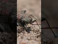 Brn smilvabole  northern dune tiger beetle cicindela hybrida  nature beetle daba