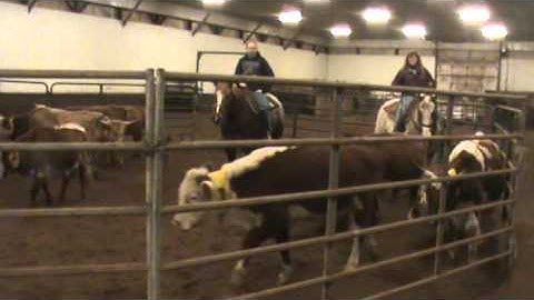 Always In The Mood - Cow Sorting