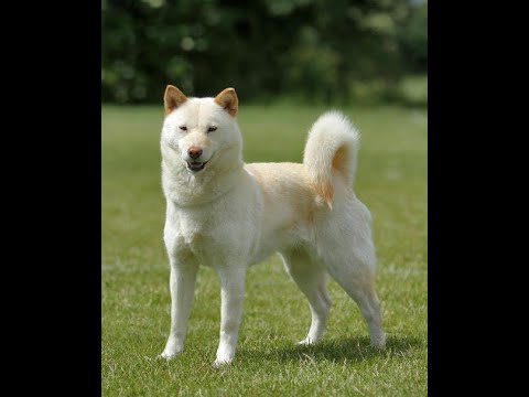 Каталог пород собак. Хокайдо, или айну (Ainu Dog, Hokkaido Dog, Ainu Ken)