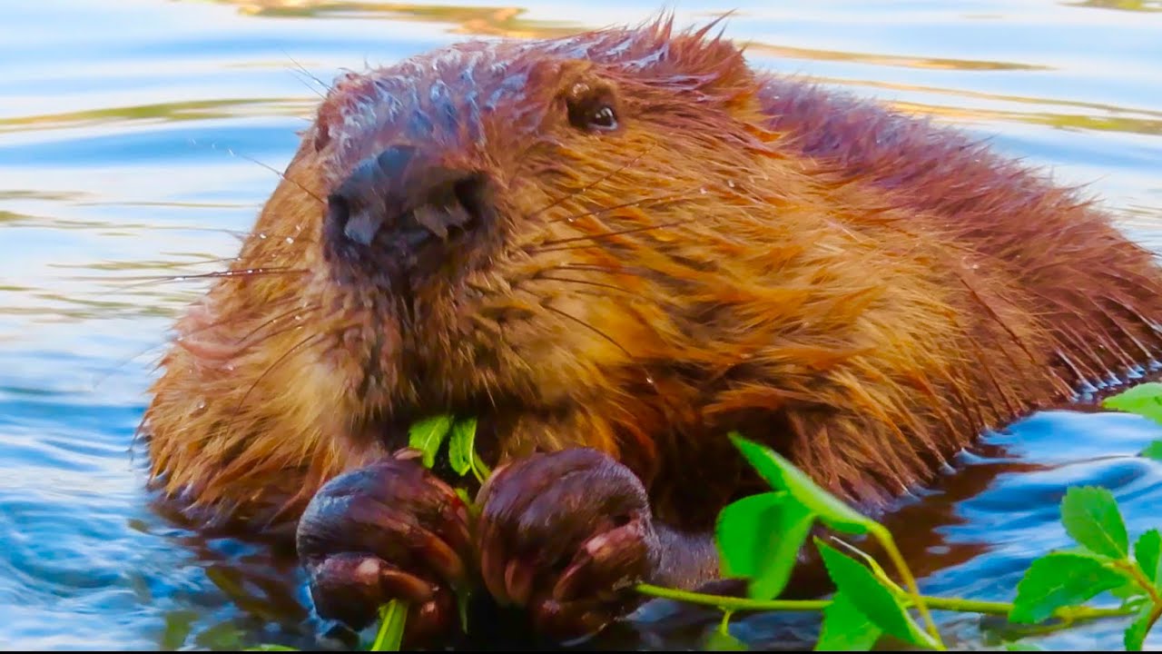Бобры видео ютуб. Beavers лава. Beavers Марьино. Beaver 420. Beaver Wild animal Project.