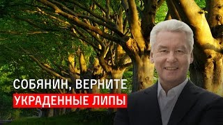 Собянин, верните украденные липы Собянин, верните украденные липы
