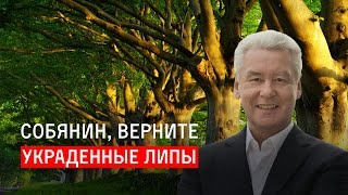 Собянин, верните украденные липы