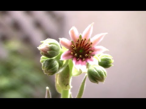 多肉植物図鑑 センペルビウム 花咲くsempervivum Blooming Succulent Plants Youtube