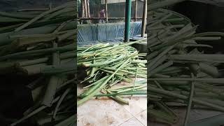 Download Mp3 Gulai lompong,le... Gudang lagu Download Mp3 Gulai lompong,le...