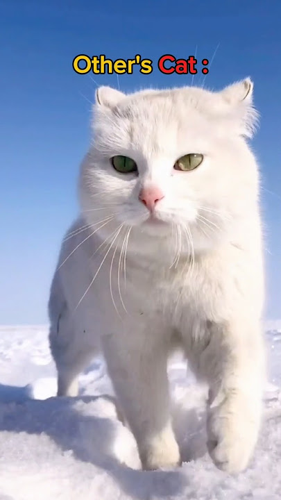 Other's Cat vs My Cat (21) 🥲😂... #subscribe #like #cute #catlovers #animals #funnyshorts