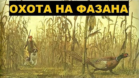 💥КАК ОХОТИТЬСЯ НА ФАЗАНА? ОДНА ИЗ САМЫХ РОСКОШНЫХ ОХОТ.