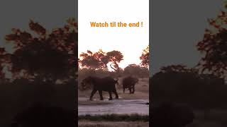 Elephant screaming and trumpeting #shorts #reels #reel #wildlife #safari #elephants