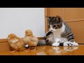 Kitten Coco lives with tiny chicks
