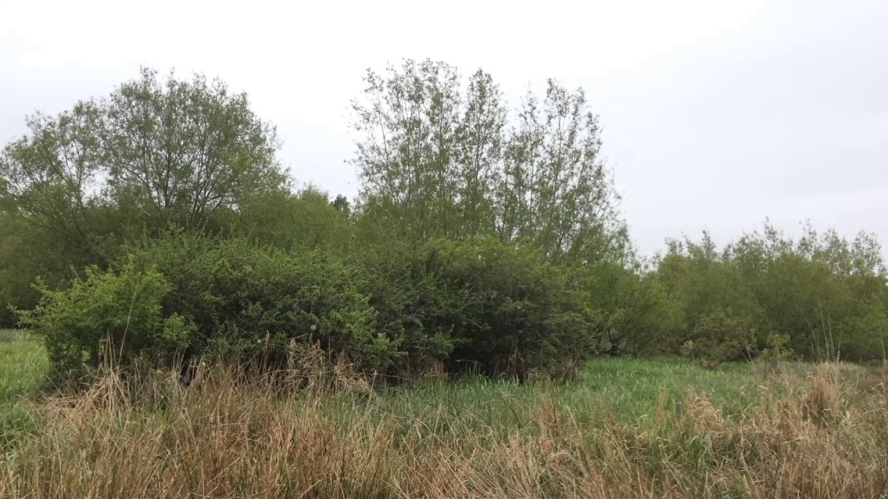 Lesser Whitethroat singing 