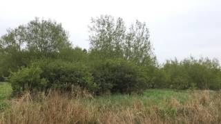 Lesser Whitethroat singing