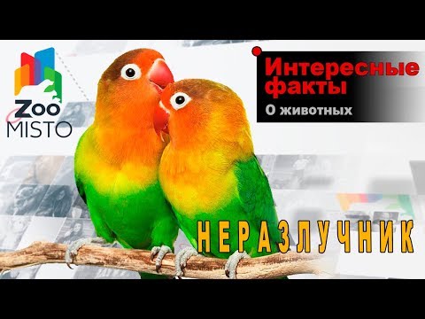 Неразлучники   Интересные факты о виде птиц