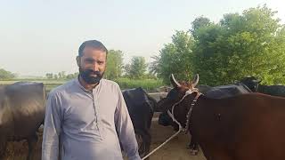 کراس گاۓ دودھ 30کلو برائے فرخت پاکستان یوٹیوب۔1/7/2021