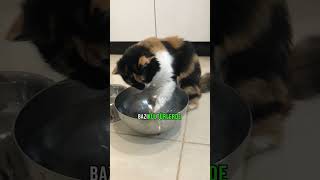 Calico Kediler Hakkında