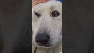 Senior deaf dog abandoned by the freeway  full video: www.HopeForPaws.org #olddog
