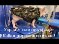 Самый Вежливый Кабан в мире
