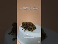 鳴き声が意外なコケ #ベトナムコケガエル