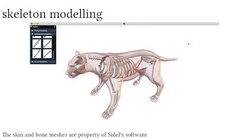 Interactive Modelling of Volumetric Musculoskeletal Anatomy - Supplementary video
