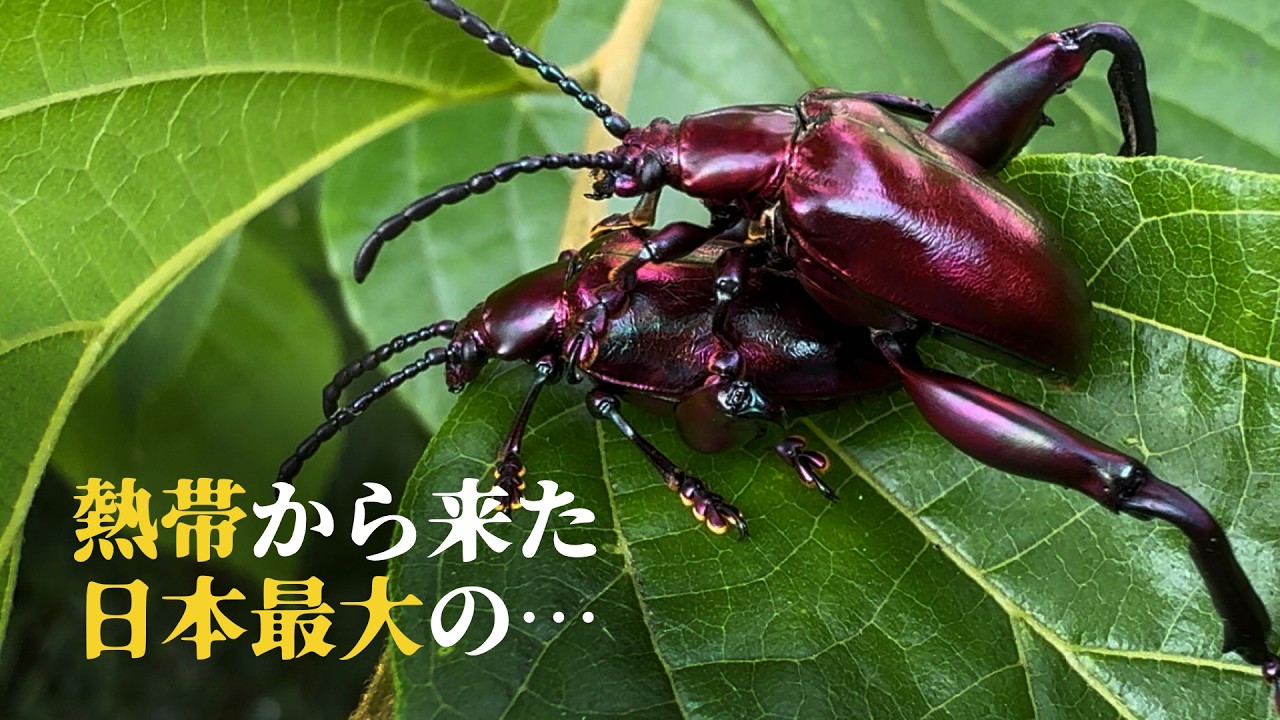 希少ブローチハムシ最大種！　Physonota dilatata.? 外来種】極太モモのメタリックな大型ハムシ「フェモラータオオモモブト