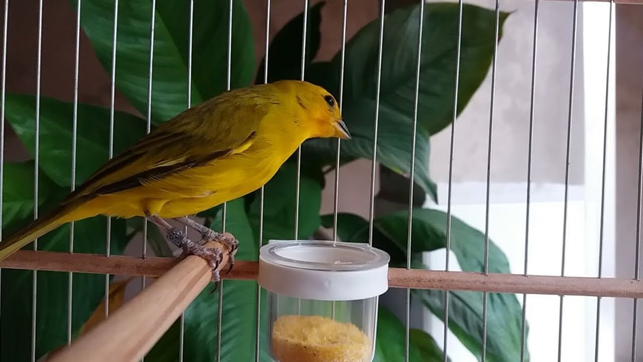 Canário da terra canto disparador para ensinar machos