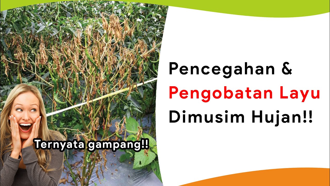 3 Kocoran Antisipasi Layu Musim Hujan, Pencegahan Sekaligus Pengobatan!