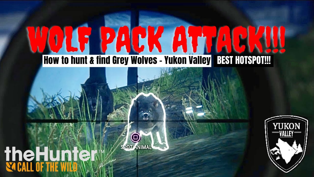 Grey Wolf Hunting! Call Of The Wild YouTube