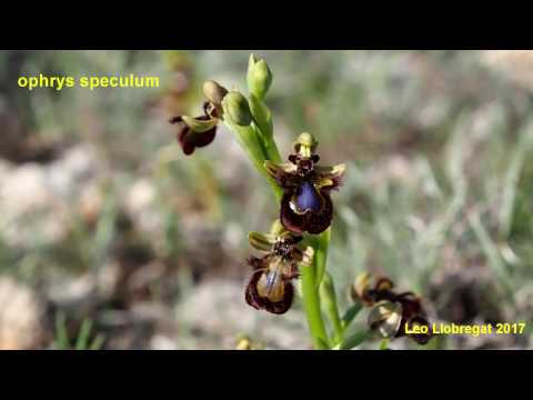 Vídeo: Tipus I Varietats D’orquídies