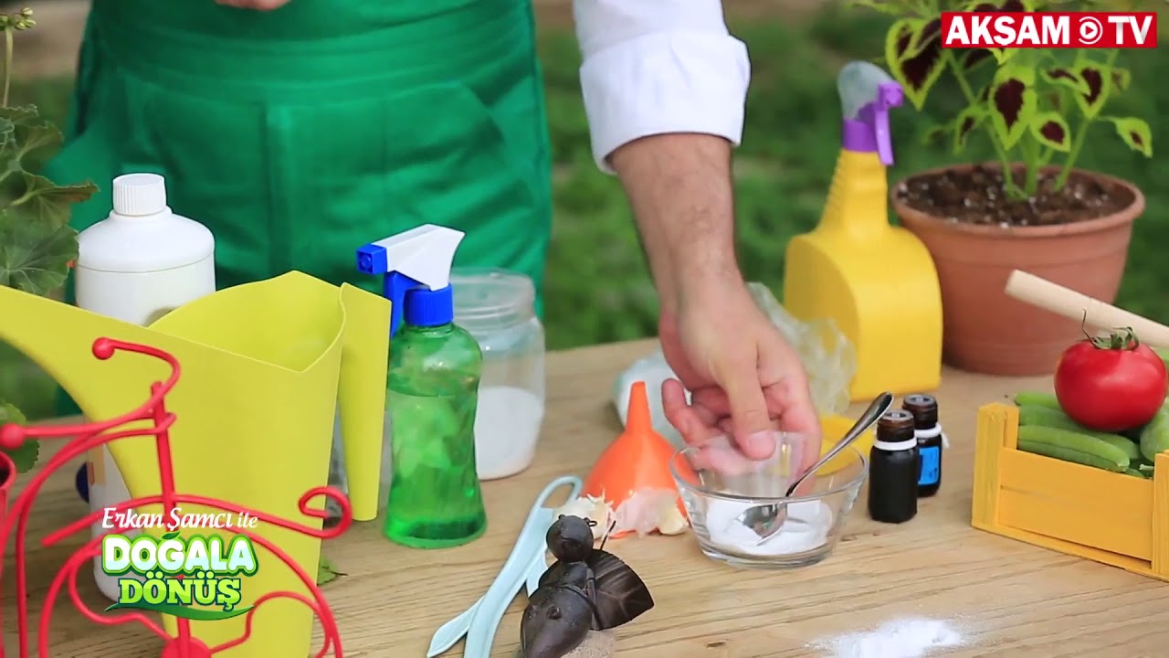 aksamite tábor Evdeki Haşerelerden Doğal Yollarla Kurtulma | #DoğalaDönüş