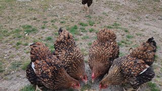 Gezen tavuklar yumurta toplama #aboneolun #keşfet #yenivideo #wyandotte
