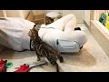 水道工事屋さんに絡む子猫