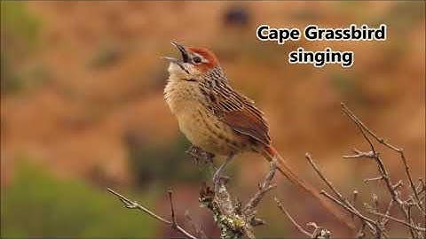 Cape Grassbird singing