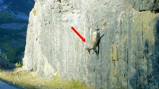 How Do Goats Walk On Steep Rocks As If On Level Ground ?!