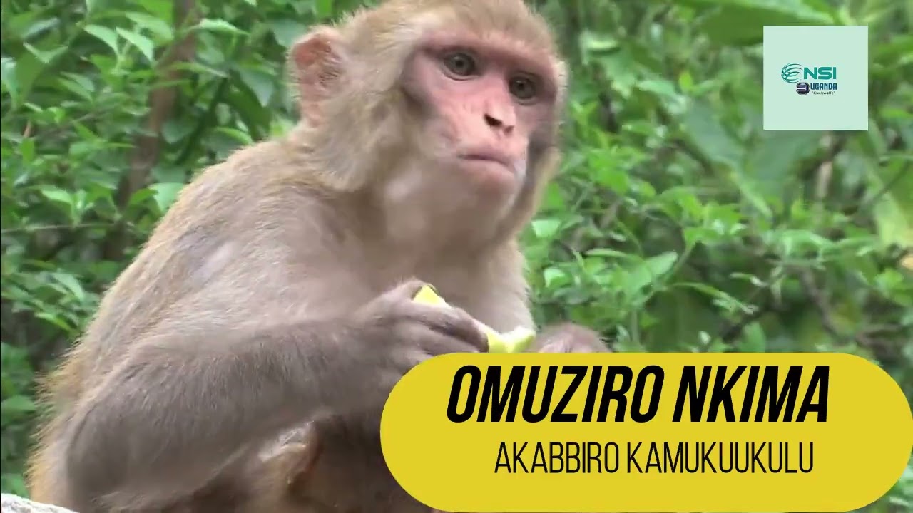 OMUZIRO NKIMA - ABEDDIRA ENKIMA