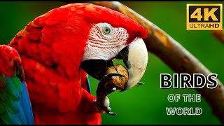 10 Most Beautiful Birds on Planet Earth 2 -EXCELLENT NATURE