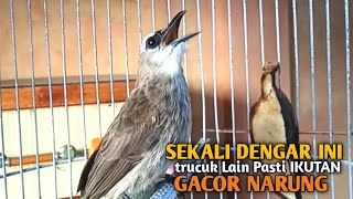 Trucuk BETINA memanggil Jantan Suara Birahi Ngecuplik 100% pancingan trucukan gacor agar BUNYI EMOSI