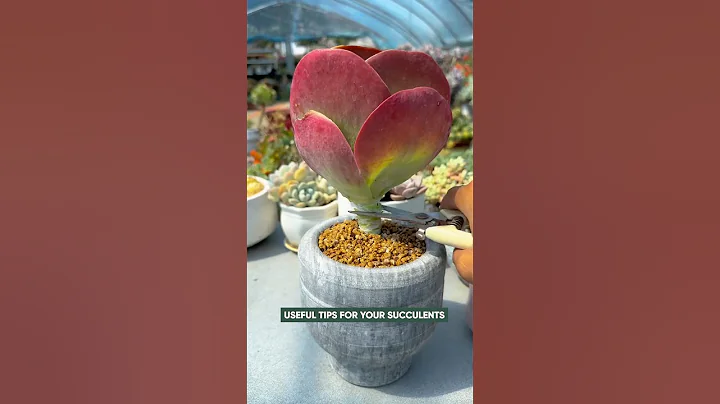 Succulent Care for Beginners: Easy Guide to Happy Plants! | 다육이 | 多肉植物
