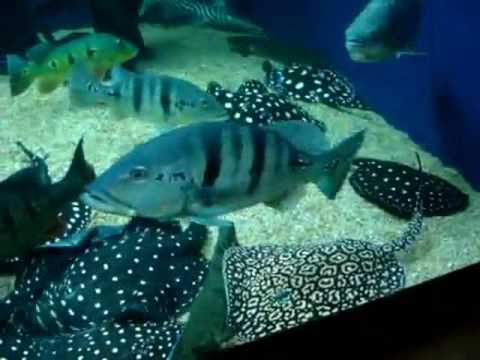 4000 Gallon Aquarium - RARE FISH - Airapima, Arowana, Stingray, Datnoid, Peacock Bass, Gar, Catfish