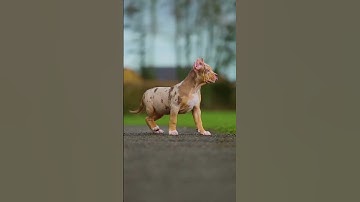 Small to Big Animal Transformation | Amazing Animal Size Comparison Animation