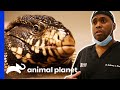 Dr. Ross Saves A Tegu Lizard's Life | The Vet Life